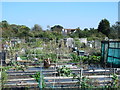 Allotments north of Joy Lane