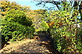 Autumn Colour, Girvan