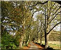 Mature beech and oak lining a lane