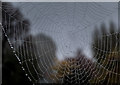 TQ2995 : Spider's Web, London N14 by Christine Matthews