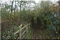 Path through a woodland tunnel