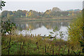 Herons by the lakeside