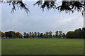 Cricket Pitch in Charlton Park