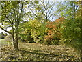 Alongside the Dollis Brook in Totteridge Fields