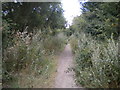 Bridleway on Wolds Hill (1)