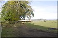 Cattle, Caputh Hill