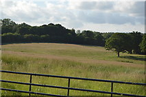 TQ3226 : Meadow by Copyhold Lane by N Chadwick