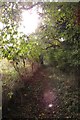 Footpath through Plumley Wood