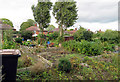 Allotments south of Manor Road