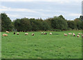 Sheep in field near to York Cottage