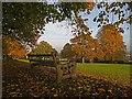 Autumn on Ridgeway, Newport