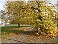 Autumn colours on Plumstead Common