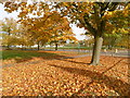 Autumn on Plumstead Common