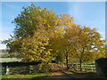 TQ5263 : Autumn colours at Castle Farm by Marathon