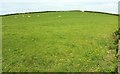 Sheep pasture by the A39