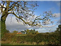 Ash tree and Red House