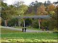 ST8589 : Treetop walkway  - Westonbirt Arboretum by Chris Allen