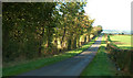 Sheltering Trees Near Ochiltree