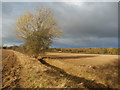 Ditch and Field Boundary on Doncaster Common