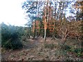 Woodland Path near Cantley