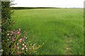 SX1793 : Grass field by the A39 by Derek Harper