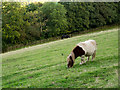 Steeply sloping field with pony