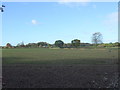 Young crop field, Tatton Dale