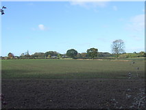 SJ7382 : Young crop field, Tatton Dale by JThomas