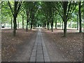 View down the nave of the Tree Cathedral