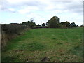 Grazing beside Cheadle Lane