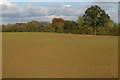 Trees along the field edge