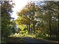 SO9245 : Autumn colours in Tiddesley Wood by Philip Halling