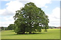 TQ5244 : Oak, Penshurst Park by N Chadwick