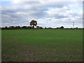 Young crop field off Nantwich Road (A530)