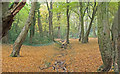 Dry stream in Chigwell Row Wood