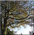 Beech, Barton Road, Torquay