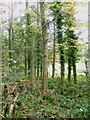 Coniferous woodland on the edge of Lemarnedown Plantation