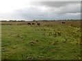 TG4723 : Horsey, cattle grazing by Mike Faherty