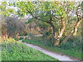 Link path to the Wales Coast Path, Freshwater East