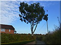 Eucalyptus tree in Beechin Wood Lane Crouch