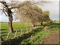 Ditch and trees, Morfa Gele