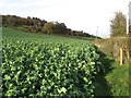 SH9675 : Kale crop by Jonathan Wilkins