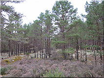 NH9963 : Culbin Forest by Anne Burgess