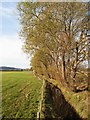 Afon Gele with poplars