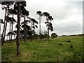 NZ0959 : Pine trees at Moss Plantation by Robert Graham