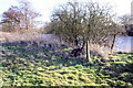 Old fence posts beside The Thames