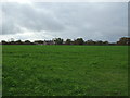 Crop field off Cow Lane