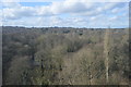 Woodland below the viaduct