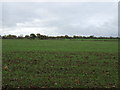 Young crop field west of Mill Lane