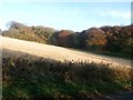 Farmland and Woodland seen from Common Lane